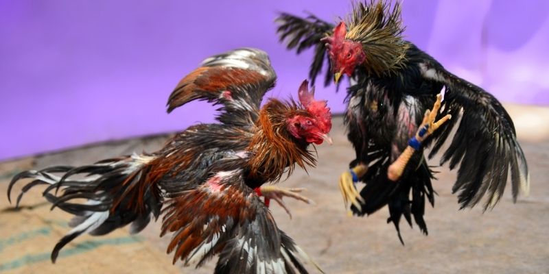 5mb bet nổ hũ tiếng anh là gì