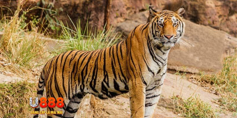 5mb bet ban ca vip online