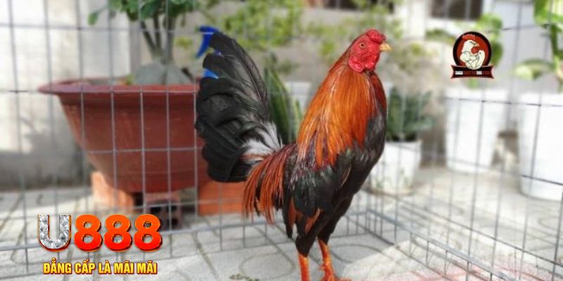 5mb bet nổ hũ chơi như thế nào