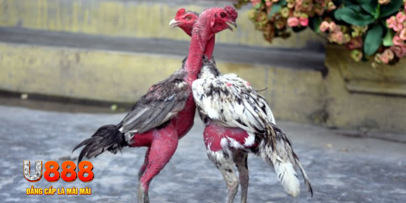 5mb bet bàn cầu điểm số tay trước trong baccarat là gì